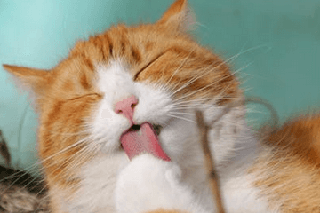 貓名字大全可愛的帶財運大全