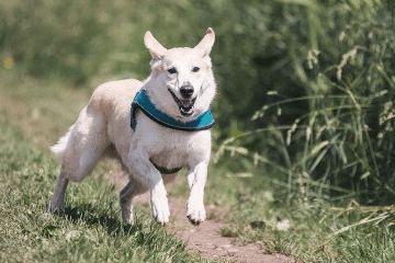 狗狗比較高冷霸氣的名字網(wǎng)友問(wèn)答