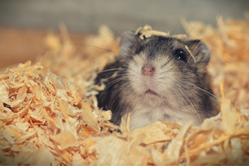 可愛(ài)好聽(tīng)的寵物名字