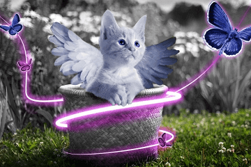 最時髦獨特的貓咪名字