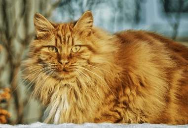 給貓起一個霸氣的名字