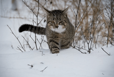 給貓起一個霸氣的名字