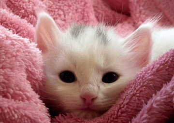 洋氣一點(diǎn)的小貓名字