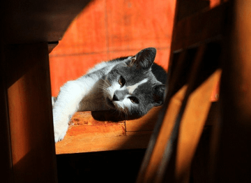 洋氣一點(diǎn)的小貓名字