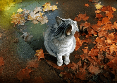 母貓咪的名字獨特一點