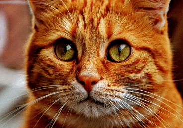 貓叫什么名字最招財(cái)