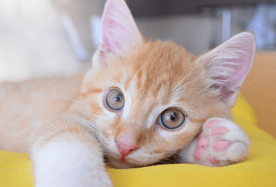 貓咪名字可愛(ài)洋氣英文