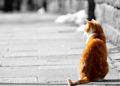 貓咪名字可愛(ài)洋氣英文