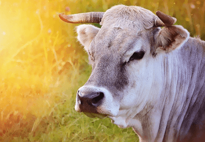 夢(mèng)見(jiàn)牛是什么意思