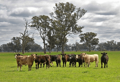 夢(mèng)見(jiàn)牛是什么意思