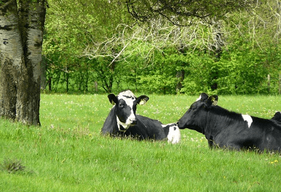 夢(mèng)見(jiàn)牛是什么意思