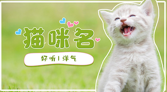 好聽(tīng)洋氣的貓咪名
