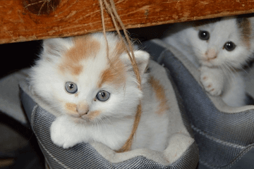 2023年招財不俗氣的貓咪名字，最旺財的貓名字