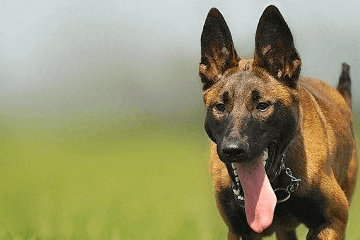 100個好聽到爆的馬犬名字，馬犬狗名字大全洋氣的